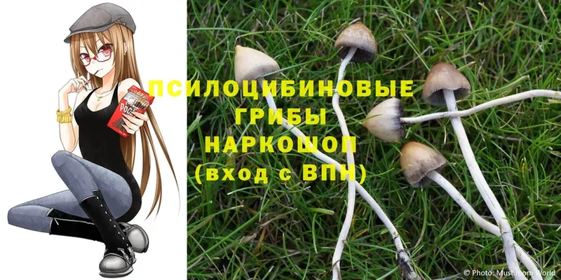 Псилоцибиновые грибы MAGIC MUSHROOMS  Чишмы 